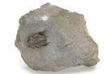Rare Proetid (Xiphogonium) Trilobite - Tafraoute, Morocco #243629-3